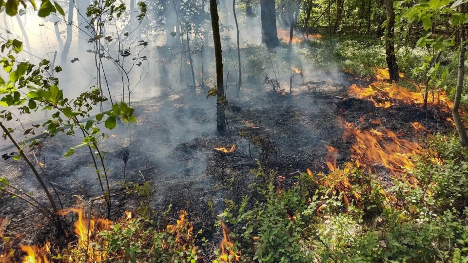 Pożar lasu na terenie Nadleśnictwa Kliniska. [Fot. S. Rybak]