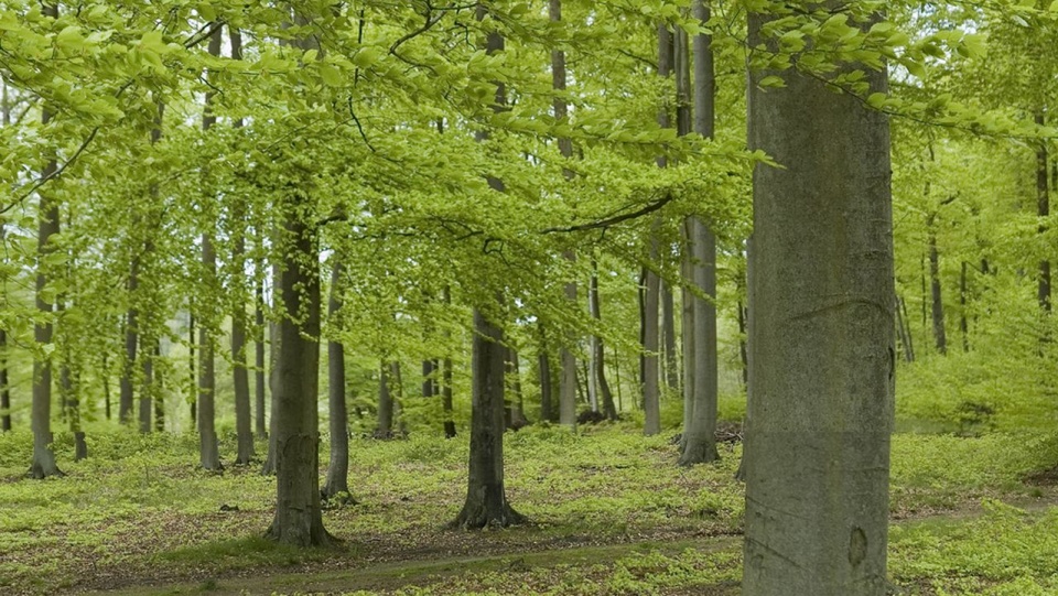 Młode pokolenie lasu bukowego - odnowienie naturalne. [Fot. Zbigniew Pajewski]