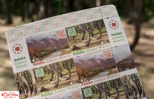 W samym centrum krzywego lasu w Gryfinie miała miejsce oficjalna prezentacja znaczka pocztowego. Fot. Wojciech Ochrymiuk 