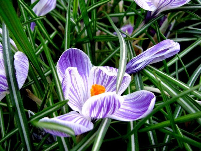Wiosenna galeria kwiatowa - fot. Łukasz Szełemej 22 