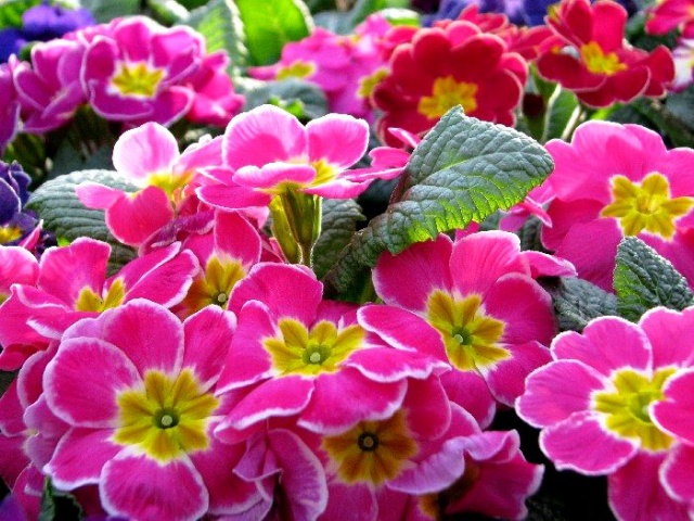 Wiosenna galeria kwiatowa - fot. Łukasz Szełemej 08 
