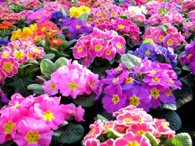 Wiosenna galeria kwiatowa - fot. Łukasz Szełemej 10 