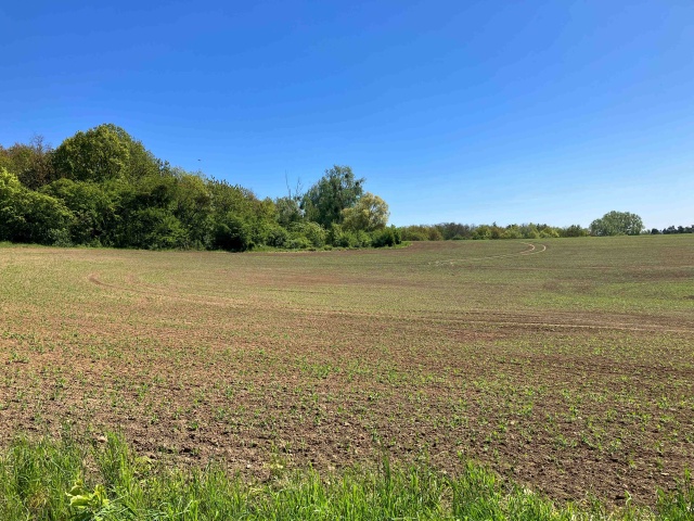 [10.05.2025] Przymrozki i szkody w uprawach. Komentarz ekonomiczny.