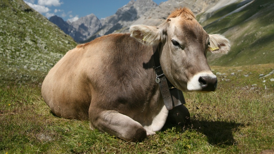 Krowa rasy brązowej szwajcarskiej. Fot. www.wikipedia.org / Daniel Schwen