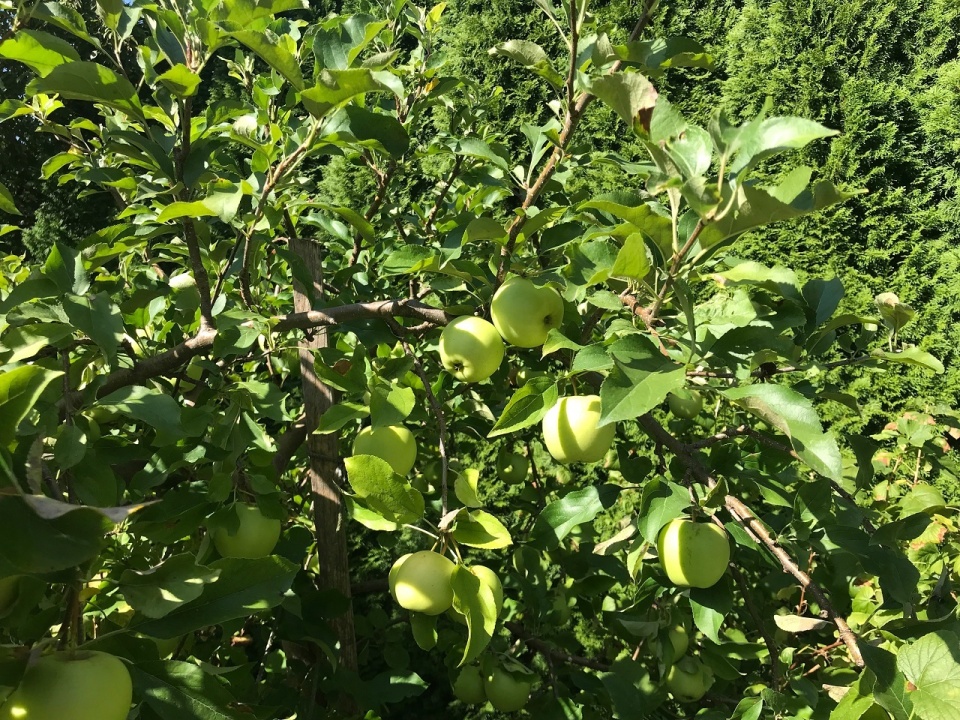 Dojrzewające jabłka