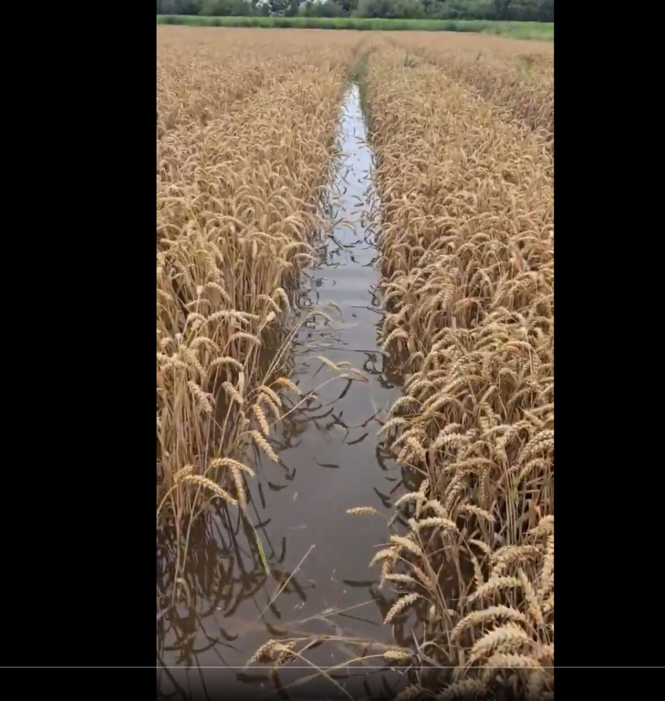 Zalane pole pszenicy na Żuławach.