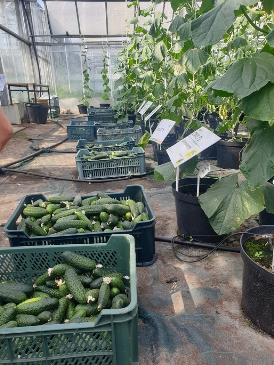 Różne odmiany ogórka