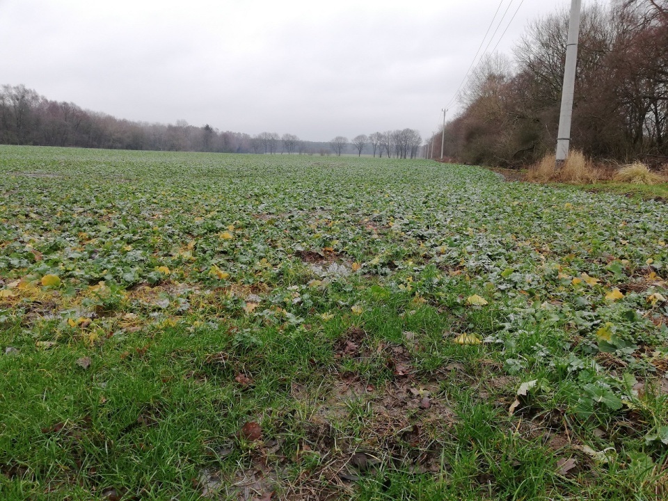 Na szczecińskiej ziemi