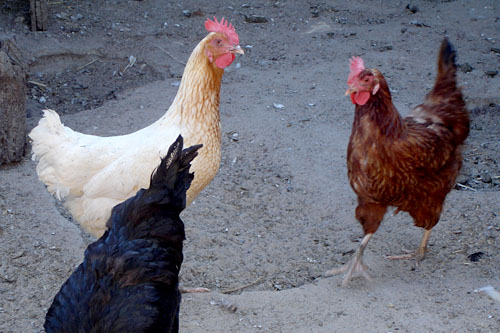 O więcej czasu dla producentów jaj na dostosowanie do wyśrubowanych unijnych wymogów zabiega polski rząd. Chodzi o klatki dla kur niosek, które mają być większe, gwarantując tym samym hodowlę w humanitarnych warunkach, a termin na ich wymianę mija wraz z końcem grudnia.