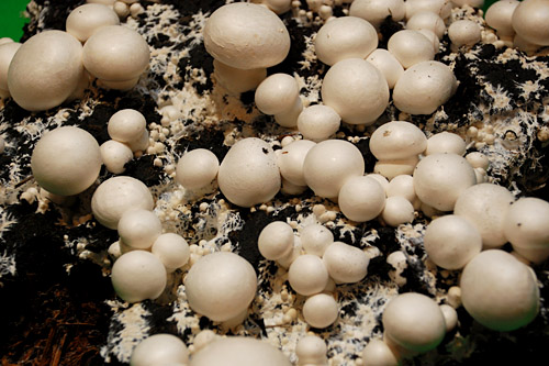 Polska zajmuje pierwsze miejsce w Europie w produkcji pieczarek, jesteśmy też największym eksporterem pieczarek w Europie. Polacy jednak nie są ich takimi wielbicielami jak na przykład Niemcy. Średnio w Polsce przypada niecałe dwa kilo rocznie na głowę, podczas gdy przeciętny Niemiec zjada cztery kilo.