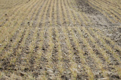 Agencja Restrukturyzacji i Modernizacji Rolnictwa rozpoczęła przyjmowanie wniosków o przyznanie dopłat bezpośrednich.