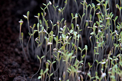 W ubiegłym roku około 21 tysięcy firm i gospodarstw miało certyfikat ekologiczny - tak wynika z szacunków Inspekcji Jakości Handlowej Artykułów Rolno-Spożywczych, do których dotarła Rzeczpospolita. To o 20 procent więcej niż rok wcześniej.