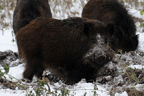 W Polsce odradza się rynek dziczyzny - pisze Puls Biznesu. Utworzone z inicjatywy Polskiego Związku Łowieckiego Konsorcjum Dziczyzna Polska chce sprawić, aby mięso upolowane w naszym kraju, w większym stopniu niż dotychczas trafiało na polskie stoły. Jak zauważa gazeta w tej chwili dziczyzną z Polski delektują się między innymi Niemcy, Francuzi i Włosi.