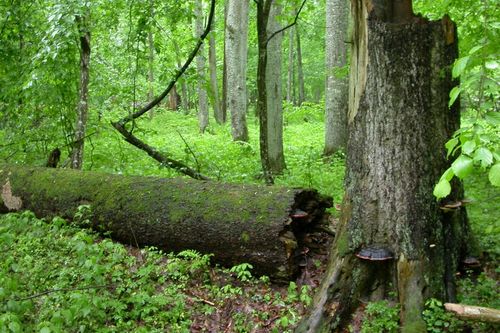 Leśnicy z Puszczy Białowieskiej alarmują, że z powodu inwazji kornika drukarza wymiera znaczna część rezerwatu krajobrazowego, położonego wzdłuż drogi pomiędzy Hajnówką a Białowieżą. Rezerwat imienia profesora Władysława Szafera liczy ponad półtora tysiąca hektarów. Składa się w dużej części ze świerków, które są atakowane przez szkodnika, kornika drukarza, a po jego inwazji w ciągu kilku miesięcy drzewa zamierają. W ciągu jednego sezonu rozwijają się 4 pokolenia szkodnika.
