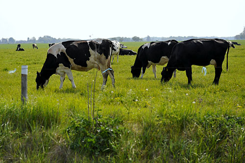 Dziś upływa termin składania wniosków o dopłaty bezpośrednie. Jak podkreśla Jolanta Dobiesz z Agencji Restrukturyzacji i Modernizacji Rolnictwa godziny pracy biur powiatowych Agencji będą wydłużone.