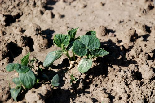 Puls Biznesu pisze, że niemiecko-hiszpańska afera związana ze skażeniem ogórków służy sprzedaży warzyw. Polscy konsumenci nie wpadli w panikę, a sprzedaż ogórków u nas się nie załamała.