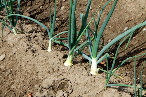 W najbliższych dniach do Moskwy poleci grupa unijnych ekspertów, by namawiać rosyjskie władze do zniesienia embarga na import warzyw i owoców z Unii Europejskiej. Został on wprowadzony w związku z wybuchem epidemii wywołanej bakterią E.coli.