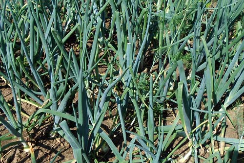 Główny lekarz sanitarny Rosji oświadczył, że informacje podawane przez Komisję Europejską - jakoby bezzwłocznie miało zostać zniesione embargo na dostawy unijnych warzyw - są przesadzone. Uzgodniliśmy z Komisją Europejską warunki, na których w niedalekiej przyszłości może zostać wznowiony import unijnych warzyw - cytuje Giennadija Oniszczenkę agencja Interfax.