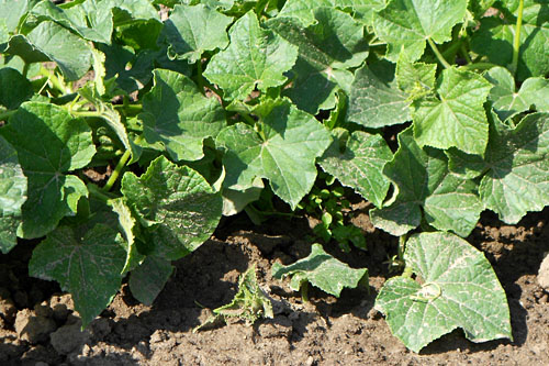 Jeszcze w tym tygodniu może zostać częściowo zniesiony zakaz wwozu niektórych polskich warzyw do Rosji - dowiedziało się Polskie Radio. Rosyjskie służby sanitarne rozpoczynają rozpatrywanie wniosków o zdjęcie embarga wobec dostawców z pięciu krajów Unii Europejskiej: Polski, Holandii, Hiszpanii, Niemiec i Danii. Rosyjscy eksperci podkreślają jednak, że mają jeszcze wiele pytań do kolegów z Unii Europejskiej, a sytuację komplikuje ponowny wzrost liczby zarażeń bakterią E.coli.