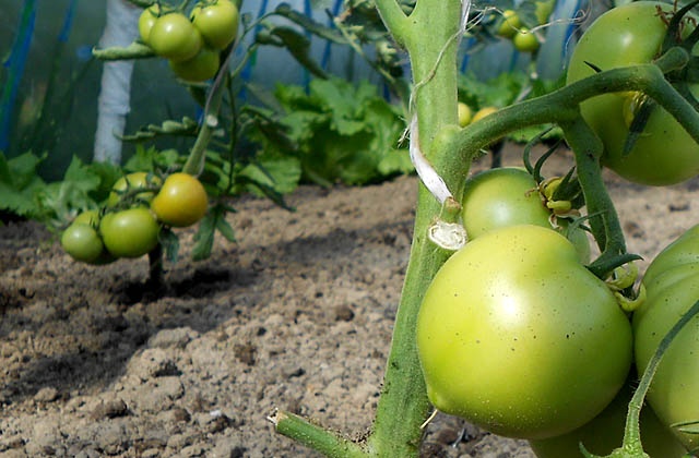 Polscy producenci warzyw wznawiają ich eksport do Rosji. Moskwa w zeszłym tygodniu zniosła embargo na warzywa z Unii Europejskiej, związane z zakażeniami groźnym szczepem bakterii e.coli, do jakich doszło między innymi w Niemczech.