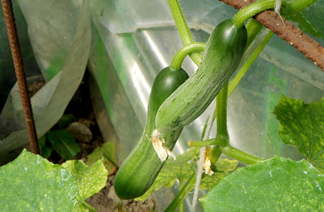 Polskie transporty z warzywami na razie nie wjadą do Rosji. Służby sanitarne tego kraju wydały dziś tylko dwie zgody: dla Holandii i Belgii. Polska jest w następnej kolejności. Wnioski Warszawy będą rozpatrywane razem z wnioskami Hiszpanii i Niemiec.