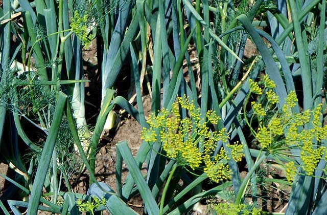 Komisja Europejska zaskoczona decyzją Rosji, która wciąż nie dopuszcza polskich warzyw na swój rynek, postanowiła zainterweniować w Moskwie. Główny, rosyjski lekarz sanitarny oświadczył wczoraj, że Polska nie dostała zgody na eksport.