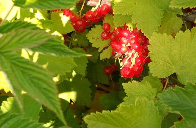 Polskie produkty zdobywają świat. Dziennik Gazeta Prawna wylicza, że w tym roku sprzedamy ich za 14,5 miliarda euro, czyli 58 miliardów złotych. To rekordowy efekt ekspansji polskich firm i wysokich cen na świecie.