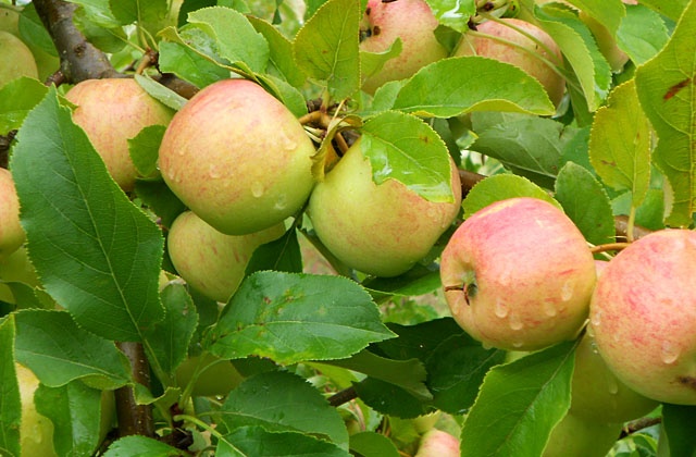 Wzrost cen żywności nie przekroczy w tym roku 5 procent - uważa minister rolnictwa i rozwoju wsi Marek Sawicki. Ocenia on, że tegoroczne zbiory podstawowych produktów rolnych są na poziomie średniej wieloletniej, choć zbóż konsumpcyjnych może być nieco mniej i gorszej jakości.