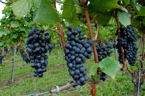 Angelina Jolie i Brad Pitt będą mieli własne wino. Trunek sygnowany ich nazwiskami pokaże się na rynku w marcu. Będzie się nazywał Miraval.