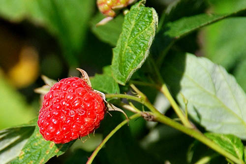 Polska jest największym na świecie producentem malin - informuje Puls Biznesu.