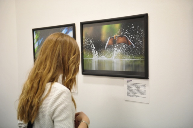 Wildlife Photographer of the Year 2012. Fot. Łukasz Szełemej [Radio Szczecin] Najlepsze fotografie dzikiej przyrody [ZDJĘCIA]