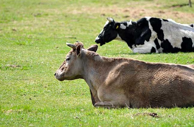 Utrzymanie zakazu uboju rytualnego w Polsce doprowadzi do zwolnień pracowniczych i zwiększenia bezrobocia - mówią zachodniopomorscy rzeźnicy.
