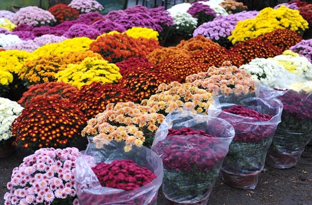 Średnio od 10 do 15 złotych trzeba w tym roku zapłacić za chryzantemy. Przed Dniem Wszystkich Świętych na szczecińskich cmentarzach ruszył handel.