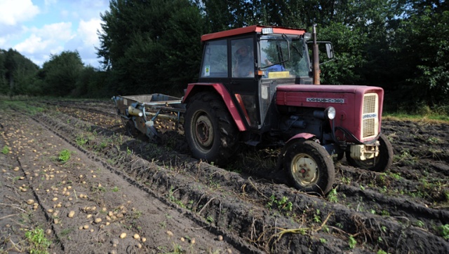 Zbiory ziemniaków w Polsce spadły o połowę w porównaniu z poprzednim rokiem - alarmują rolnicy.