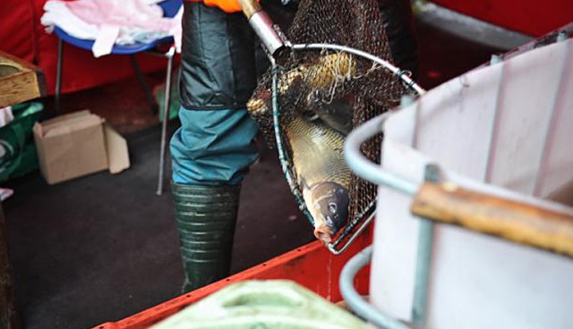 Na świątecznego karpia Polacy wydadzą w tym roku 200 mln zł. Grudzień to najlepszy okres w roku dla sprzedaży tych ryb - wylicza portal Newseria.