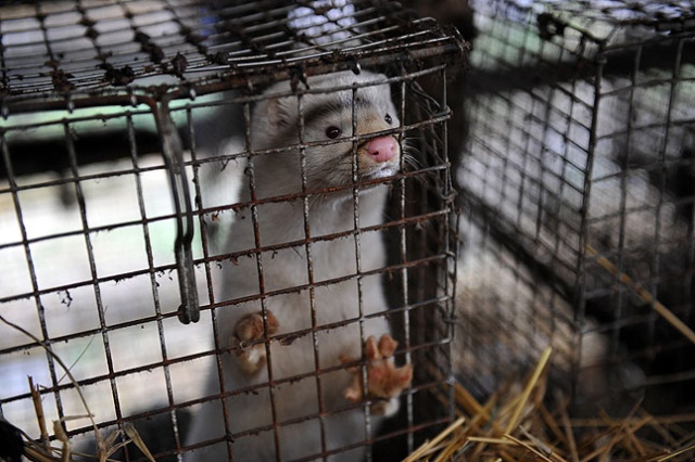 Polska jest w czołówce producentów zwierząt futerkowych w Europie. Przed nami są tylko Dania i Holandia - pisze we wtorek Puls Biznesu.