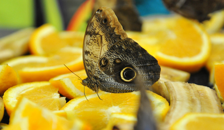 Motyle w brzuchu to hasło sąsiedzkiego pikniku z historią w tle. Plenerowe wydarzenie poświęcone jest pamięci Urbahnów - wybitnym badaczom motyli.
