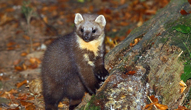 Kuny atakują Polskę i niszczą nam mienie - alarmuje Puls Biznesu.