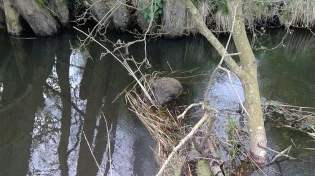 Kolejne martwe dziki znalezione w rzece