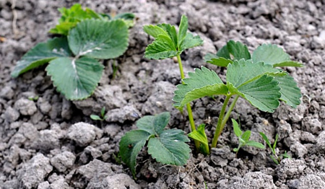 Kwietniowe przymrozki zniszczyły kilkadziesiąt procent krzaków truskawek w Polsce - pisze Nasz Dziennik.