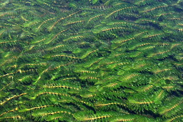 Rdestniczka gęsta znów pojawi się w dorzeczach Drawy i Korytnicy. Wodną roślinę zamierza sprowadzić z Niemiec Regionalna Dyrekcja Ochrony Środowiska w Szczecinie.