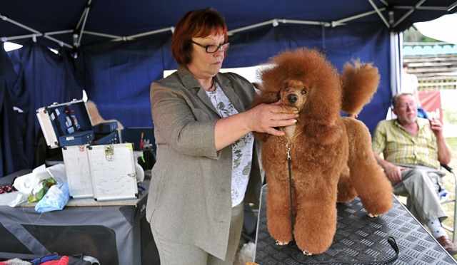 Mała chihuahua, toy długowłosy i akita. Psie piękności na wystawie [ZDJĘCIA, WIDEO]