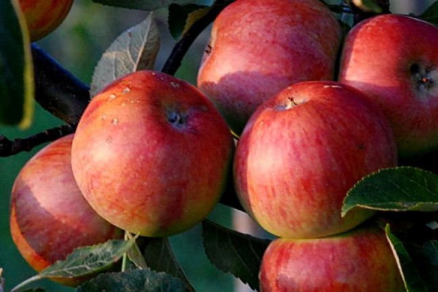 Unijne rekompensaty za rosyjskie embarga nałożone na różne produkty będą dotyczyć prawdopodobnie tylko jabłek - podają ogólnopolskie media.