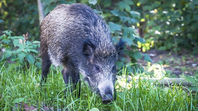 Osiem padłych dzików, które chorowały na afrykański pomór świń znaleziono w gminie Gródek na Podlasiu. To osiemnasty przypadek tej choroby w Polsce i pierwszy raz, kiedy znaleziono tak dużą grupę zwierząt zarażonych pomorem - informuje TVN24.