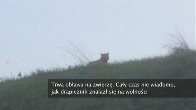 Tajemniczy drapieżnik grasuje na wschodnich przedmieściach Paryża. Na początku sądzono, że to tygrys.