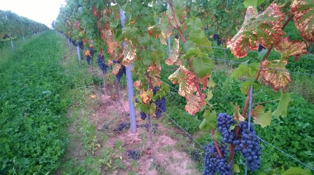 Producenci win szykują się do świąt