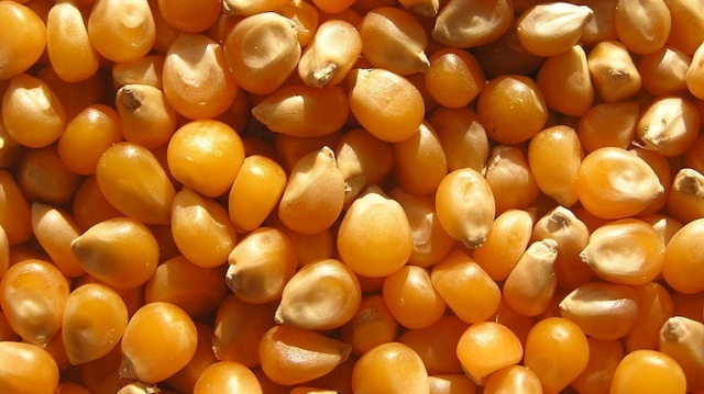 Producenci prażonej kukurydzy wciąż liczą, że jej czas w Polsce dopiero nadejdzie - informuje Puls Biznesu. Problemem są niskie marże i wysokie ceny, brakuje także kuchenek mikrofalowych.