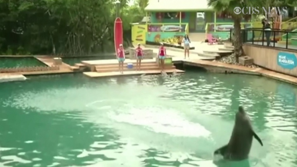Argentyna będzie piłkarskim mistrzem świata - tak przynajmniej wytypował delfin Flipper z oceanarium w Miami w USA. Fot. US CBS/x-news