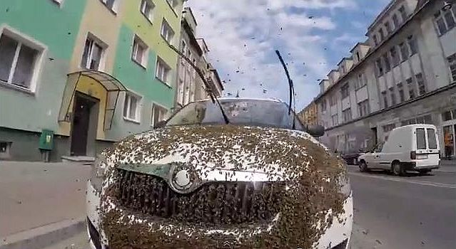 Rój pszczół obsiadł samochód w centrum Szczecinka. Owadów na zaparkowanym aucie firmy ochroniarskiej było tak wiele, że na miejsce wezwano Straż Pożarną - podaje iszczecinek.pl