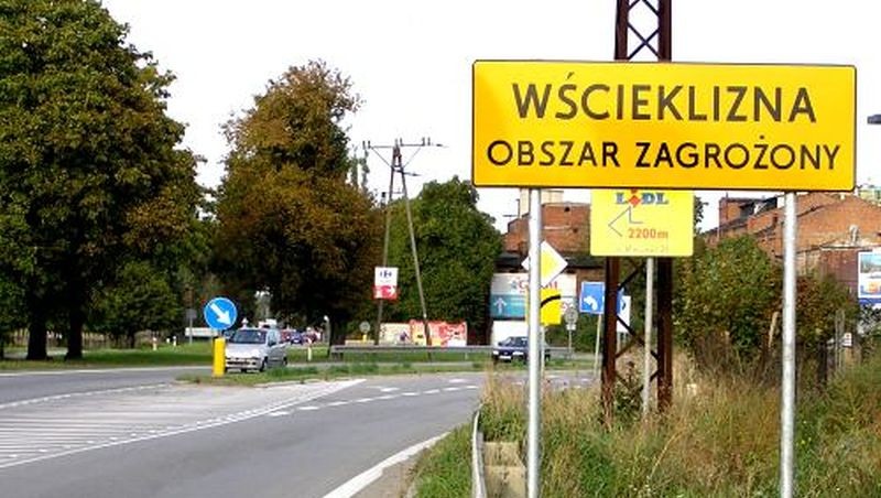 W Szczecinku znaleziono dwa nietoperze zarażone wścieklizną - podaje portal iszczecinek.